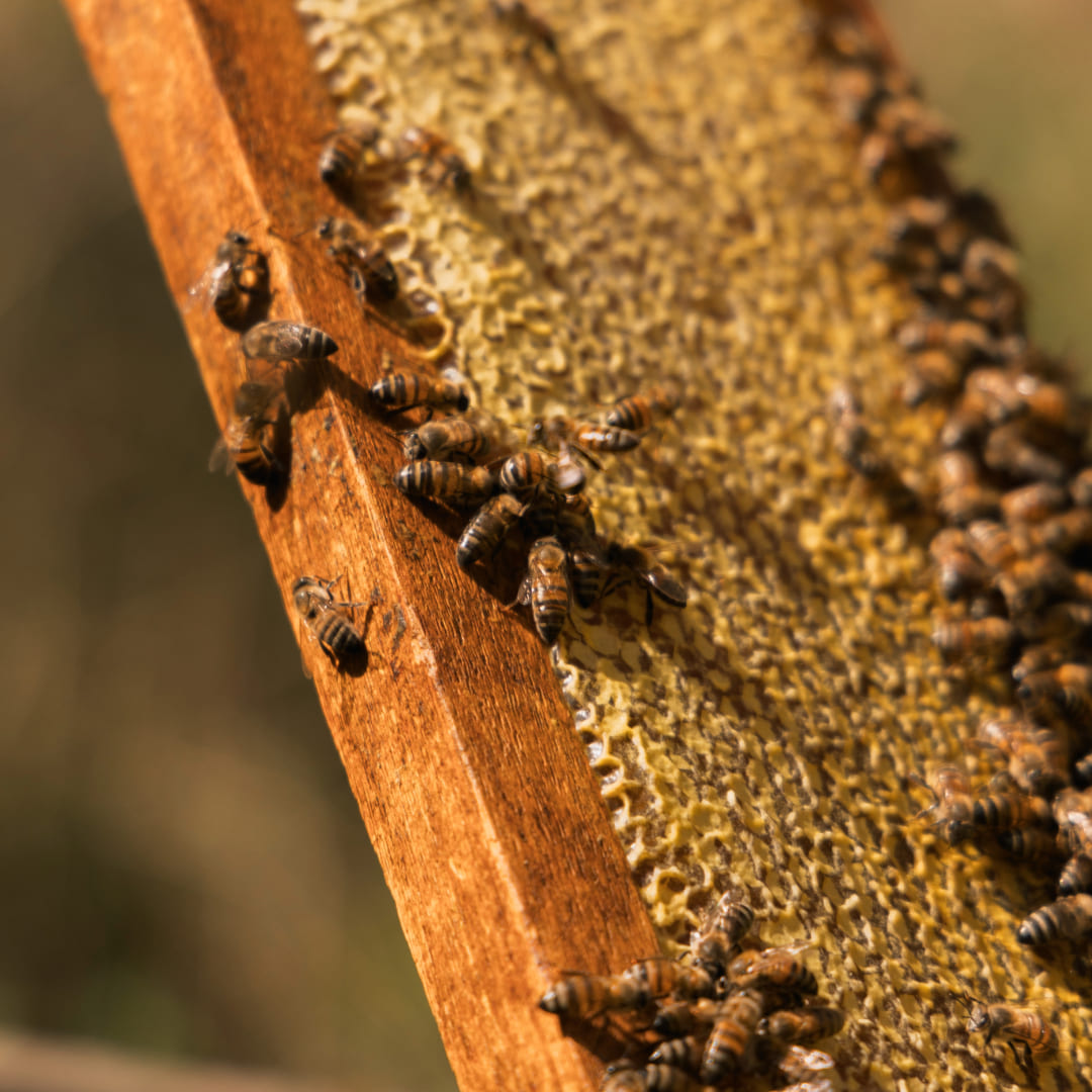 Produção artesanal Abelheiro
